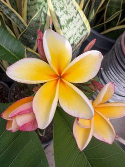 Plumeria