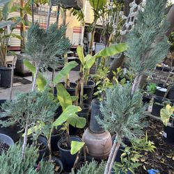 Three Tier Cypress Trees