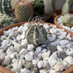 Astrophytum capricorne