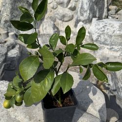Lemon Tree (organic)