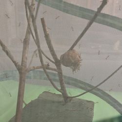 Praying Mantis Babies