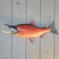 Taxidermy.  Sockeye Salmon Mount 