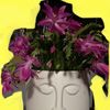 Cabana Naturals Shop