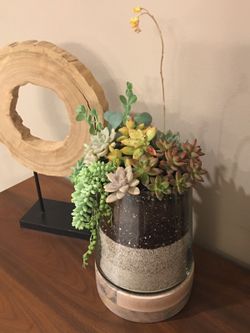 Succulent Arrangement