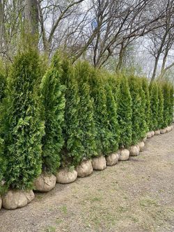 Privacy Tree Sale FREE DELIVERY! Emerald Green & Green Giants 