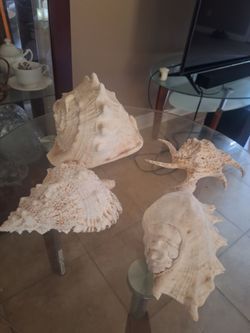 Big seashell