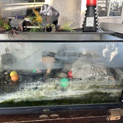 50 Gallon Fish Tank - FREE
