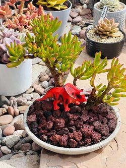 Jade plant shape Bosai