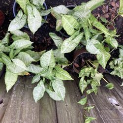 Angel  Plants  And Succulents   Bromeliads   Oregano Culantro  Star   Price  13   8 9 5 7 6  