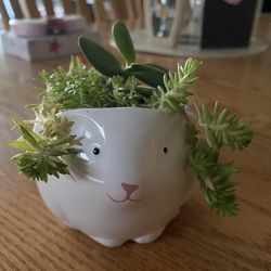 Easter Bunny Planter W/ Succulent Plant 