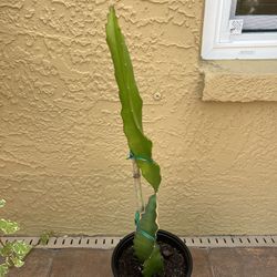 Pink Dragon Fruit . Well rooted.