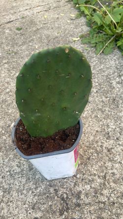 Planta de nopal Comestible