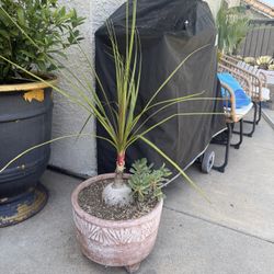 Ponytail Palm w/succulent And Pot