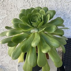 1.5 Gallon Pot Succulent Plant - Aeonium Urbicum - Salad Bowl - Rooted & Established - Drought Resistant 🪴