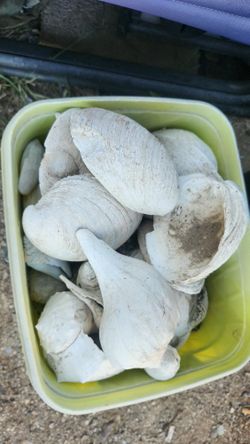 Bucket Of Seashells