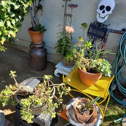 Big plant yard sale