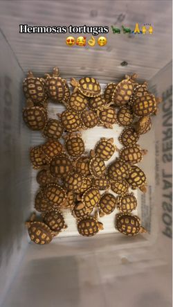 Tortugas