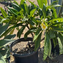 Plumeria