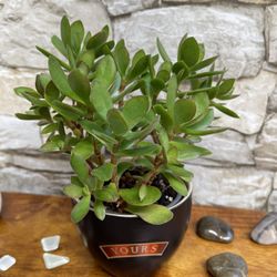 Succulent House Plant In Cute «YOURS” 3”H Pot.