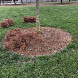 Pine needless