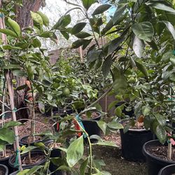 Okitsu Satsuma Mandarin Fruit Tree 