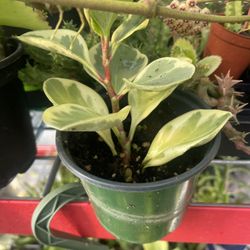 Variegated Peperomia Buying Two Plants 🪴 One Free 