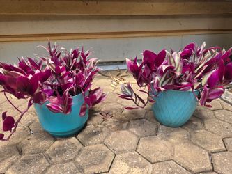 Tradescantia Zebrina plants