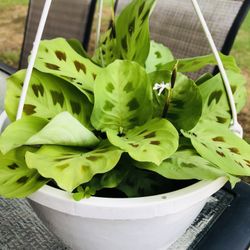 🪴🪴 MARANTA PLANT 🪴🪴