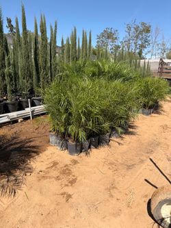 Pygmy palms feet 10" pots