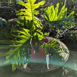 Philodendron Split Leaf