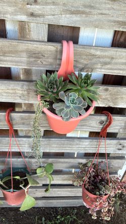 Hanging Succulent 
