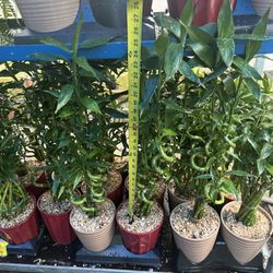 Lucky Bamboo In Ceramic Pot. SPECIAL PRICE !🤩