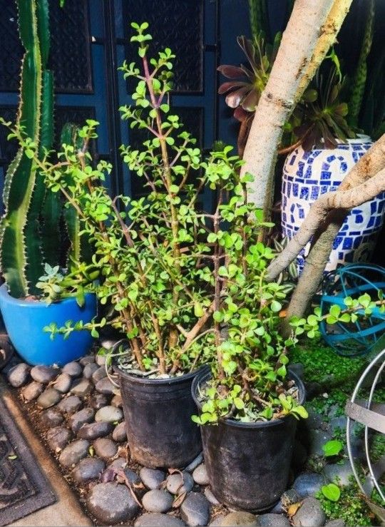 Elephant Bush Jade Plant Succulents 🐘🌱