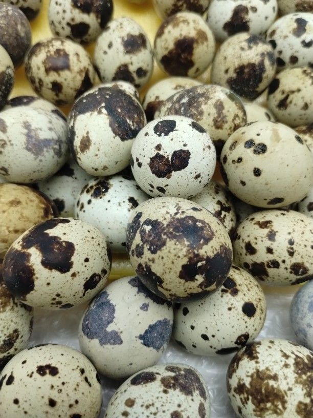 36 Jumbo Cotournix Quail Eggs $25. The Quail Guy