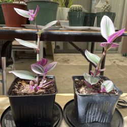 Tradescantia Nanouk Pink