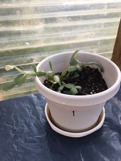 Indoor / Greenhouse Plants