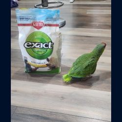 Comida Para Pericos 