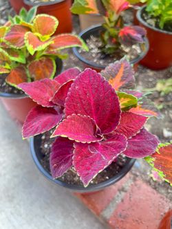 Beautiful Coleus Plant