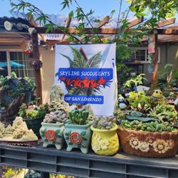 PLANT SALE TOMORROW SUNDAY STARTS AT 12:30  FROM $3 TO $30  IN SAN LORENZO