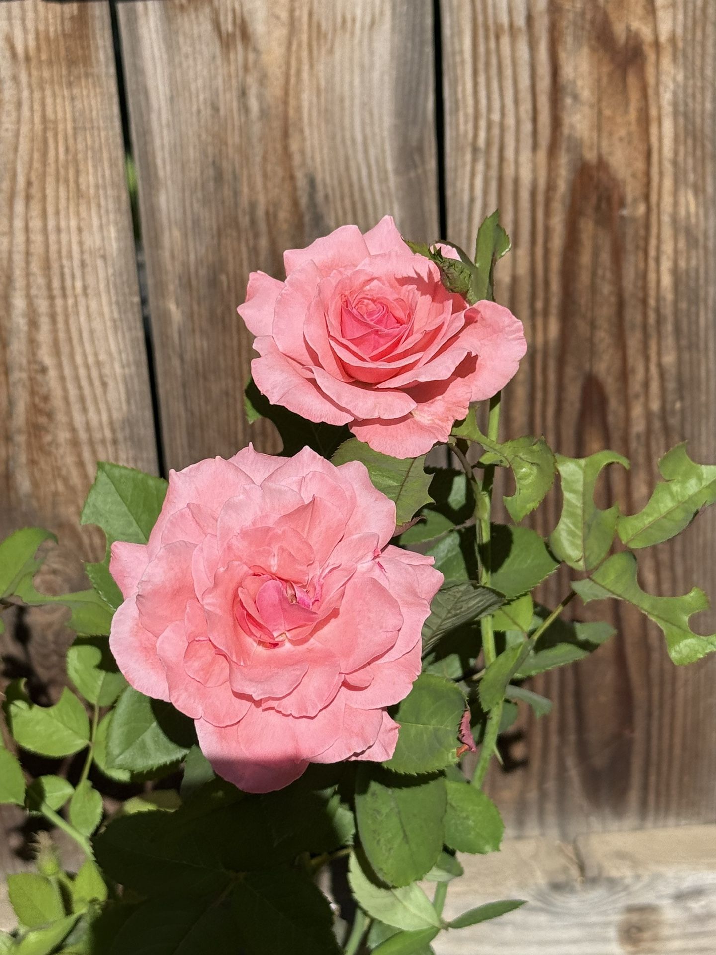Pink Rose bush