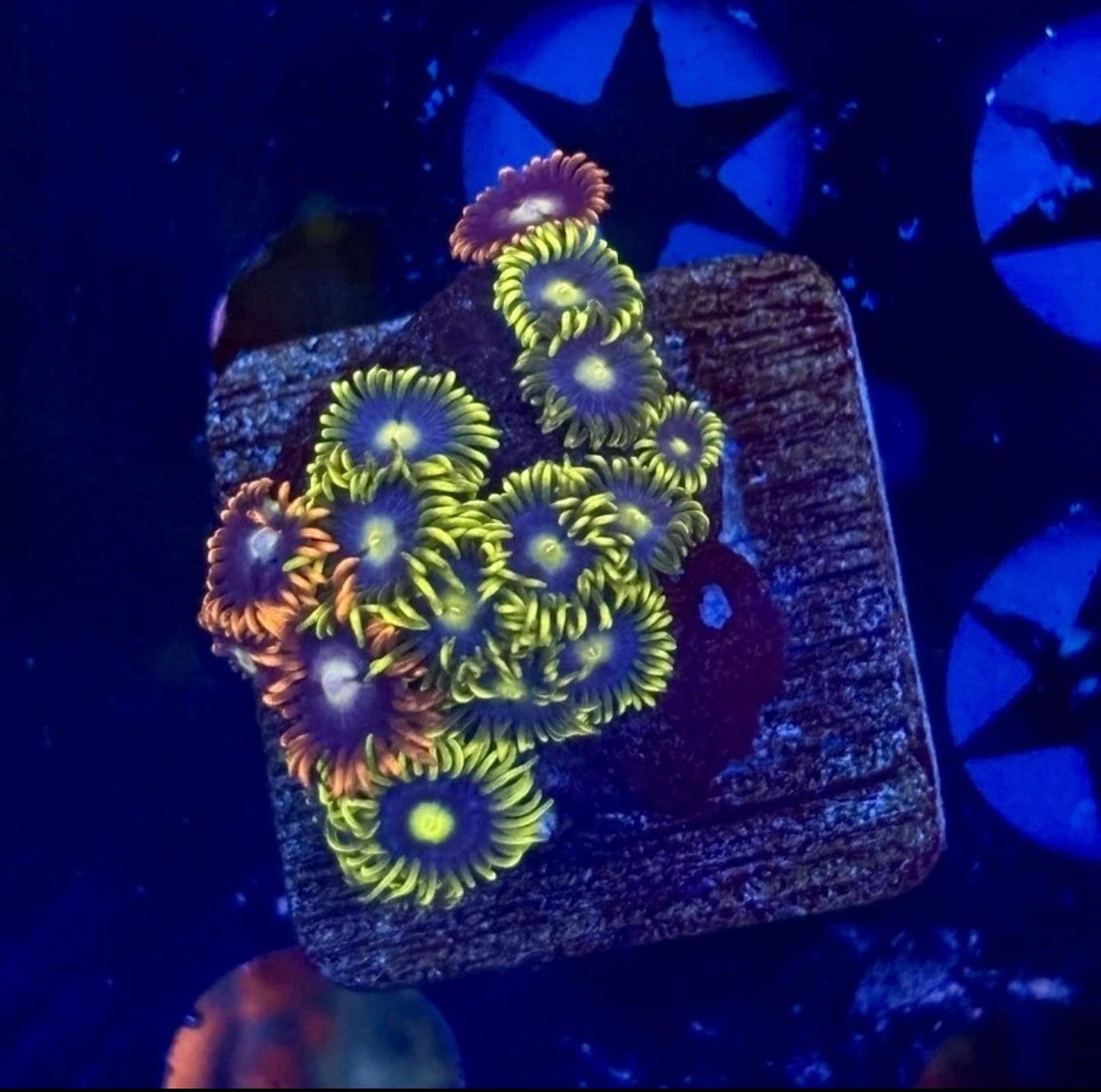 Mix Colony Zoa Coral Display Toy For Saltwater