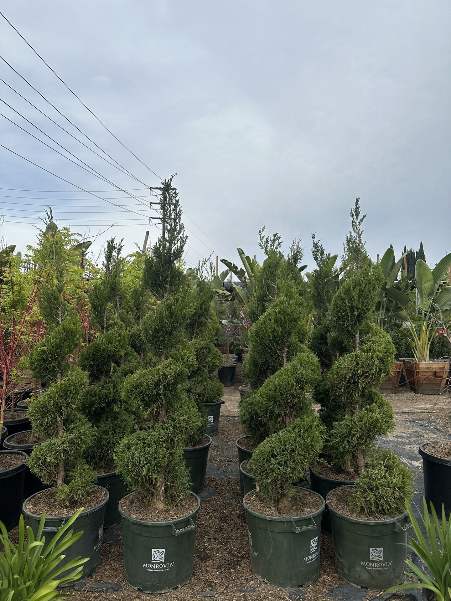 Green Spiral Junipers