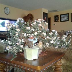 Beautiful Jade Oriental Tree
