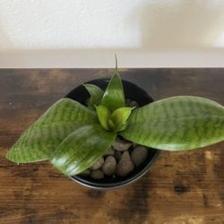 Plants
