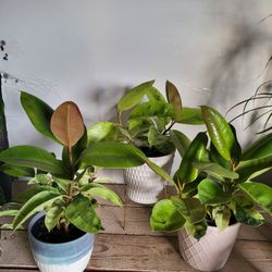 Moonshine  Rubber Plant 6" Nursery Pot $ 10Each