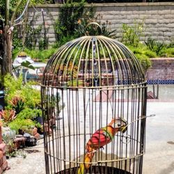 Vintage Wrought Iron Bird Cage 