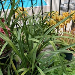 Cymbidium Orchids with flower