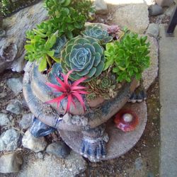 Succulent Turtle 