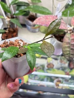 Hoya Gracilis rooted cutting