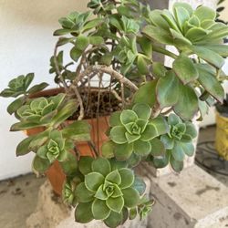 Beautiful Succulent Planted In Terracotta  Pot